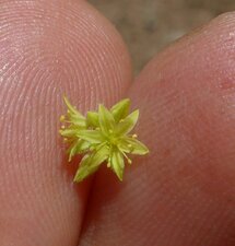 Eriogonum clavatum Flower